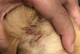 猫的血液颜色之谜（探寻猫科动物血液中的奥秘与特点）