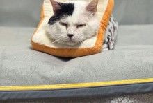 探秘猫杯状（揭开猫杯状的魅力，一起感受与猫咪亲密的时光）