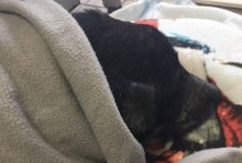 狗生完为什么喘？（探究狗在产后喘气的原因及应对方法）