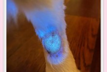 狗癣护理方法及处理措施（如何正确护理狗身上的狗癣，帮助狗狗恢复健康）