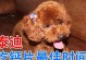 泰迪犬出生后多久能开始吃食？（探究泰迪犬出生后何时可以开始摄入固体食物）