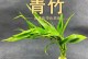 以鱼缸养水草，打造宜人水草世界（选择合适鱼类，营造和谐鱼缸生态环境）
