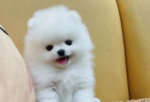 了解可爱的宠物狗的各个品种（探索不同品种的宠物狗特点与魅力）