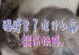 英短猫感冒吃什么药？（药物治疗英短猫感冒的有效方法）