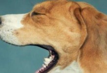 如何缓解大狗狗咳嗽？（探讨咳嗽药物的选择和使用技巧）