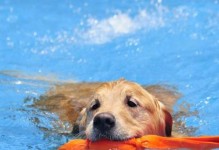 如何训练宠物犬游泳（让你的爱犬轻松掌握游泳技巧）