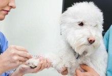 让宠物安全健康——常用狗狗疫苗（为爱宠护航，预防疾病）