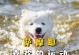 运动犬组（了解运动犬组的特点和养护方法）