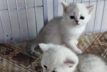 小猫的叫声何时响起？（揭开小猫叫声的奥秘）