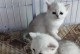小猫的叫声何时响起？（揭开小猫叫声的奥秘）