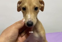 灵缇犬的饲养指南（灵缇犬吃什么好？营养饮食助您打造健康宠物）