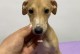 灵缇犬的饲养指南（灵缇犬吃什么好？营养饮食助您打造健康宠物）