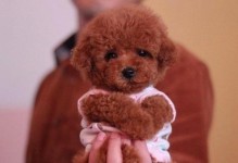 泰迪犬配种后多久下奶水？（泰迪犬产后哺乳周期和影响因素）