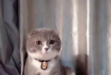 白色折耳猫的最佳搭档——如何选择合适的猫作为伴侣（探究不同猫种与白色折耳猫的相处方式及注意事项）