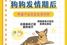 金毛生理期的持续时间及相关注意事项（金毛生理期持续时间与保健知识，探究最佳护理方法）