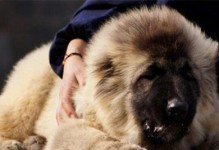 高加索犬常见疾病与防治（保护你的宠物，从疾病预防开始）