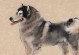 以斗牛犬野营的生肖探秘（探索斗牛犬作为生肖的特点及野营活动）