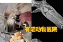 小狗可以吃骨头吗？（宠物的饮食健康需注意什么？）