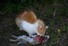 小猫咪为何喜欢咬人？——宠物主人必读的行为解析