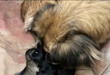 狗狗食用避孕药的效果（研究显示狗狗食用避孕药能否达到预期效果）