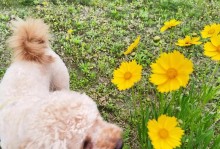 泰迪犬毛发变白的七个原因（探究泰迪犬毛发变白的根本原因及其预防措施）