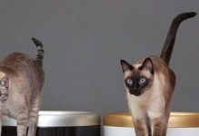 猫咪如何表达上厕所的需求（探讨猫咪上厕所的举动和沟通方式）