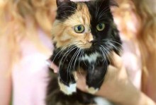 母猫吼小猫的原因和解决方法