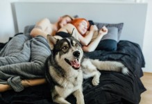 为什么狗喜欢对孕妇叫？（探究狗狗叫喊背后的原因与积极影响）