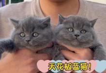 英短蓝猫与其他猫种的配种——探索新的猫咪品种（与英短蓝猫交配）