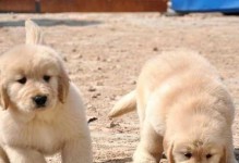 如何选择一只健康、快乐的金毛幼犬（从性格、品种纯度、身体健康等多个方面全面考虑）