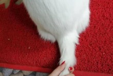 摸猫尾巴的原因解析（为什么人们喜欢摸猫尾巴？解密猫咪尾巴的奥秘）