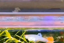 以孔雀鱼为主的混养鱼类选择指南（与孔雀鱼相容的理想养鱼伙伴及关键注意事项）
