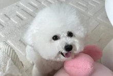 比熊犬饮食上火原因及防治方法（了解比熊犬容易上火的原因，做好饮食调理，让它们健康快乐地成长）