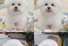 萨摩耶犬的繁殖周期（探究萨摩耶犬生育时间及相关因素）