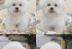 萨摩耶犬的繁殖周期（探究萨摩耶犬生育时间及相关因素）