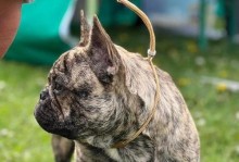 法国斗牛犬的颜色对价格的影响（揭秘法国斗牛犬市场中最贵的颜色）