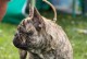 法国斗牛犬的颜色对价格的影响（揭秘法国斗牛犬市场中最贵的颜色）
