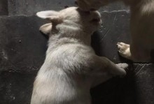 才出生的小狗吐血身亡的原因揭秘（以才出生的小狗吐血身亡的原因以及如何避免类似悲剧发生）