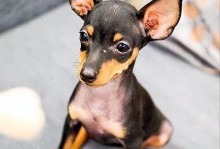 如何正确饲喂身形瘦小的小鹿犬（关注关键因素，让你的小鹿犬健康成长）