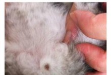 猫公母的区别（揭开猫咪性别之谜，了解公猫和母猫的不同特点）