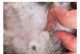猫公母的区别（揭开猫咪性别之谜，了解公猫和母猫的不同特点）
