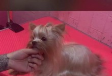 狗狗美容频率（照顾宠物外表的关键）