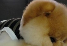 狗为何能回家？（探究狗对回家的本能）