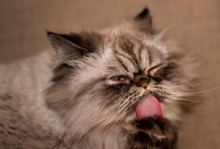 猫咪的食欲为何会受到不干净的影响？（探讨猫咪对环境卫生的敏感性及对食欲的影响）