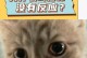 小猫为什么会叫人起床？（探究小猫清晨鸣叫的原因及应对方法）