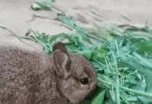 宠物兔子的繁殖季节（了解兔子繁殖季节，给宠物提供合适的繁殖环境）