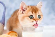 两个月小公猫的饮食需求（为你的小猫提供健康的饮食）