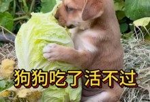 六种适合狗狗食用的蔬菜，让它们更健康（丰富狗狗饮食的秘诀，让蔬菜成为它们的好朋友）