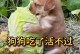 六种适合狗狗食用的蔬菜，让它们更健康（丰富狗狗饮食的秘诀，让蔬菜成为它们的好朋友）
