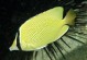 单斑蝴蝶鱼的饲养方法详解（打造优美水族世界，让单斑蝴蝶鱼健康成长）
